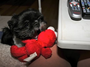 Shih tzu with red stuffed animal.