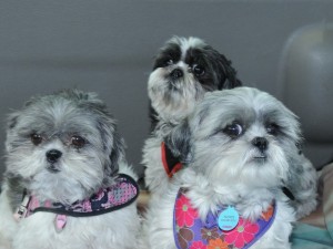Dottie, Candy and Flower head off to Unleashed by Petco.