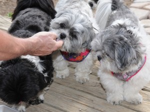 Candy waits her turn as Flower licks ice cream off John's hand.