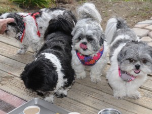 Nigel investigates the doggy ice cream. 