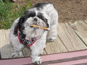 Dottie enjoys a celebration treat.