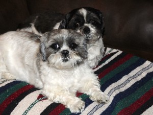 Flower and Dottie after bath.