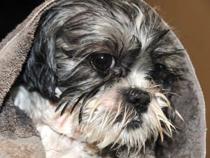 Bath time for Flower before my sister arrived.