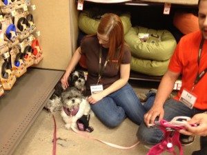Candy gets fitted with a harness at Unleashed by Petco.