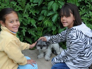 Cea and Evita petting Candy Shih Tzu