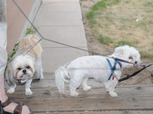 Our first dog guests, Rosey and Mimi, arrive.