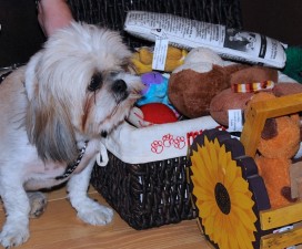 Rosey investigates the toy box.