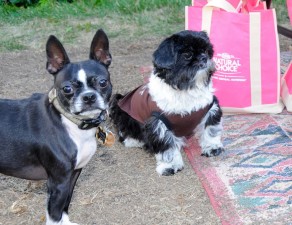 Boston terrier and shih tzu with Nutro goody bag.