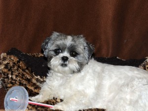 shih tzu with lid and straw