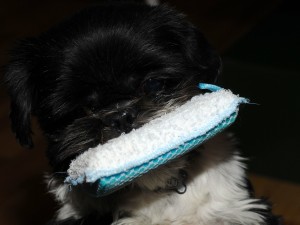 Black shih tzu with sponge in mouth