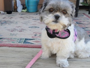 sad shih tzu on leash.