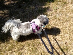 Houdini has a leash on her collar and harness to keep from escaping.