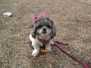 Candy Shih Tzu with Treat and Crown