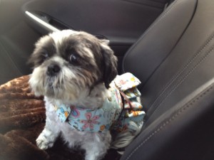 Dottie Shih Tzu in her new birthday dress.