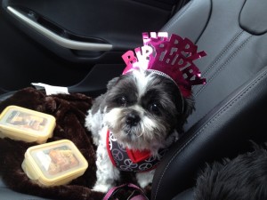 Dottie Shih Tzu with crown and treats