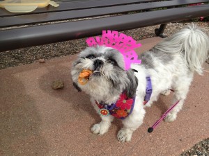 Flower Shih Tzu with treat and crown