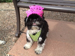 Nige Shih Tzu in birthday crown.