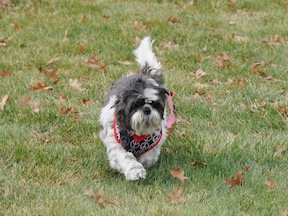 Dottie Shih Tzu running at park