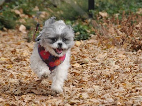 Flower Shih Tzu running at the park.