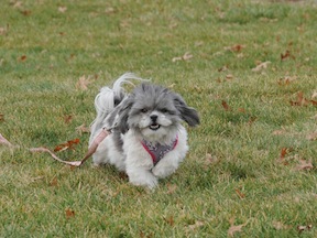 Candy Shih Tzu running at the park.