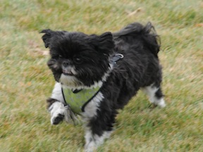 Nigel Shih Tzu running at the park.