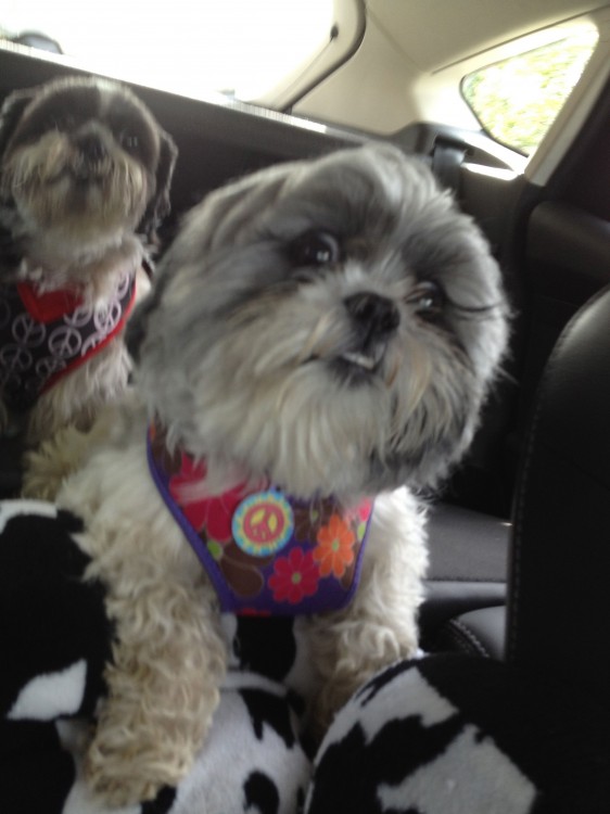 Flower Shih Tzu