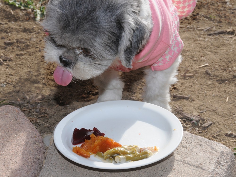 Candy Shih Tzu Thanksgiving 2012