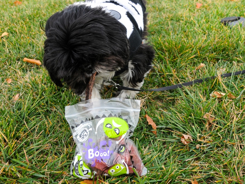 Nigel Shih Tzu with Halloween treat bag.