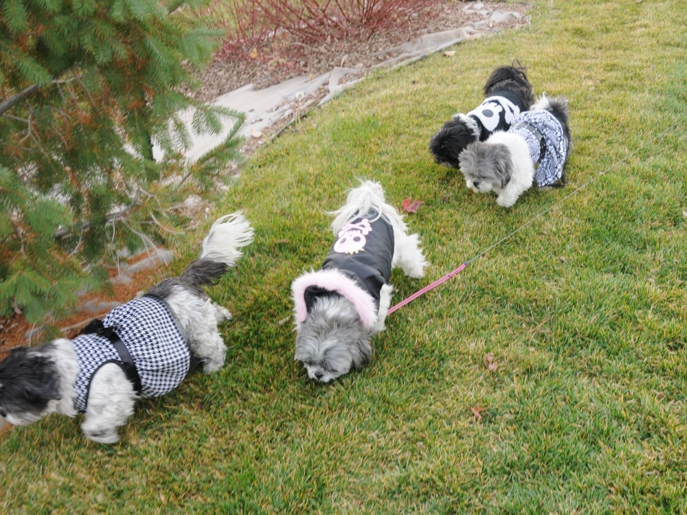 The Shih Tzu Clan on their Halloween Walk.