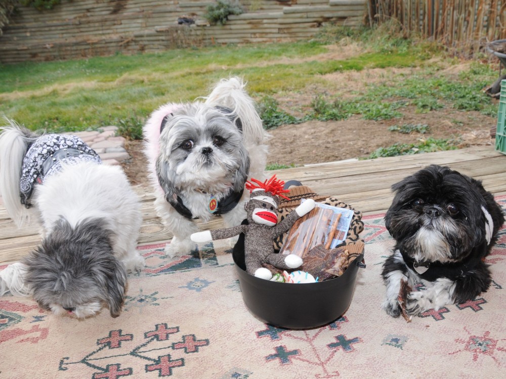 Nigel Shih Tzu, the sock monkey, Flower Shih Tzu and Candy Shih Tzu.