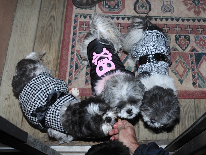 Dottie, Flower and Candy Shih Tzu Trick or Treating at the Door.