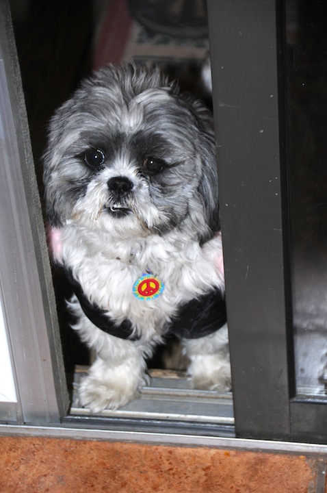 Flower Shih Tzu Waiting for a Treat at the Door.