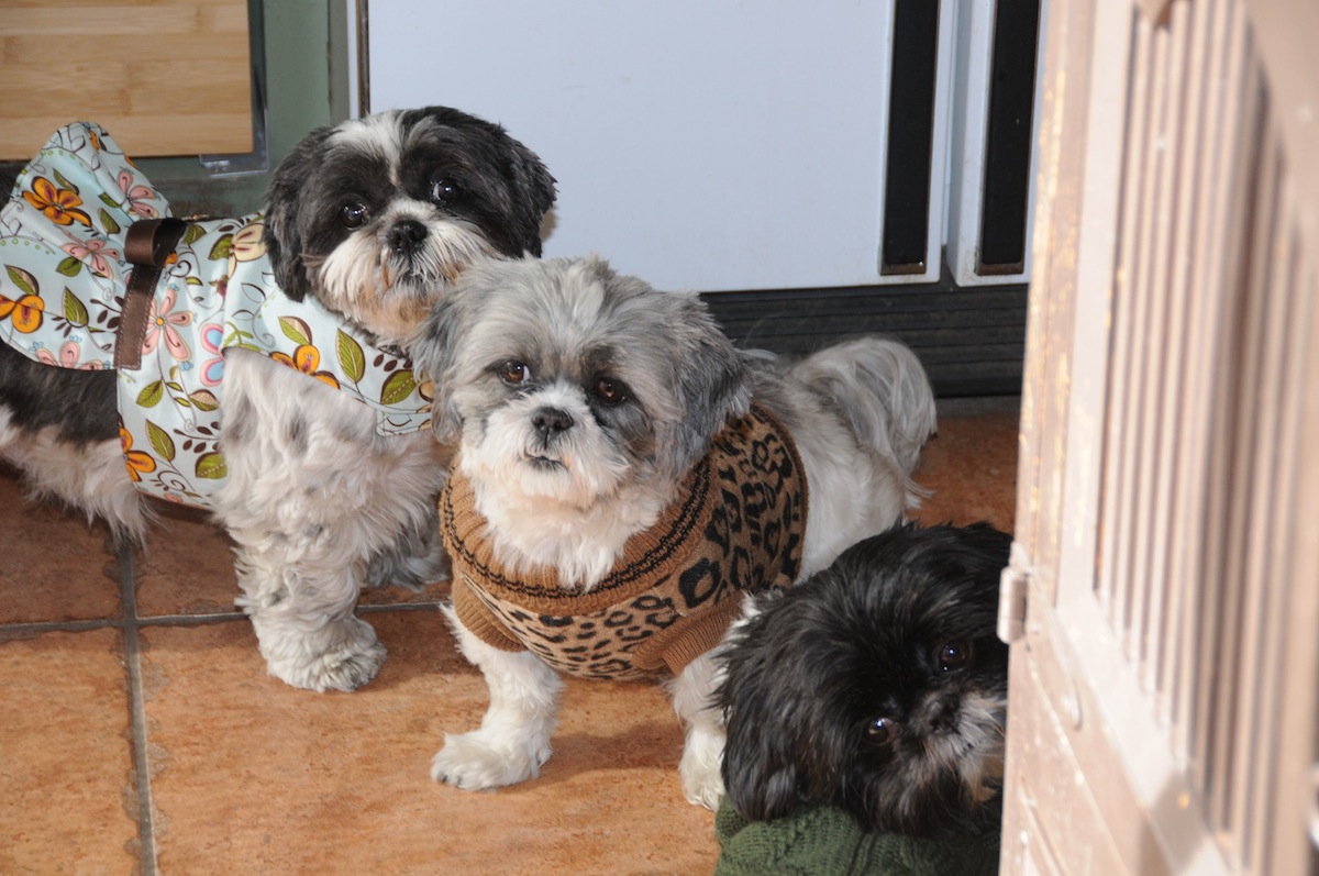 Dottie Flower Nigel Shih Tzu Thanksgiving 2012