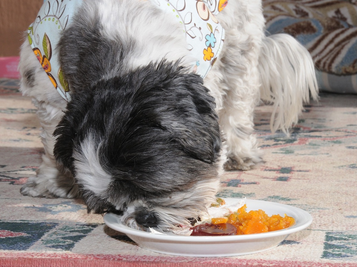 Dottie Shih Tzu eating Thanksgiving dinner.