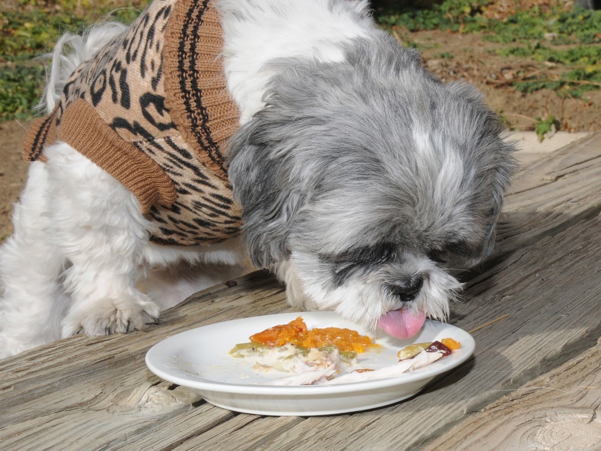 Flower Shih Tzu eating Thanksgiving dinner.