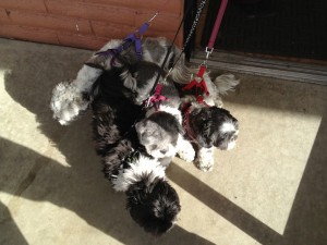 The shih tzus leaving Clear Creek Animal Hospital