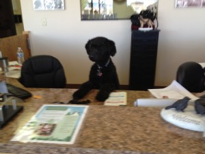 Clear Creek Animal Hospital receptionist