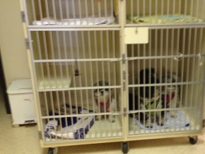 Flower, Dottie, Candy and Nigel waiting in cage