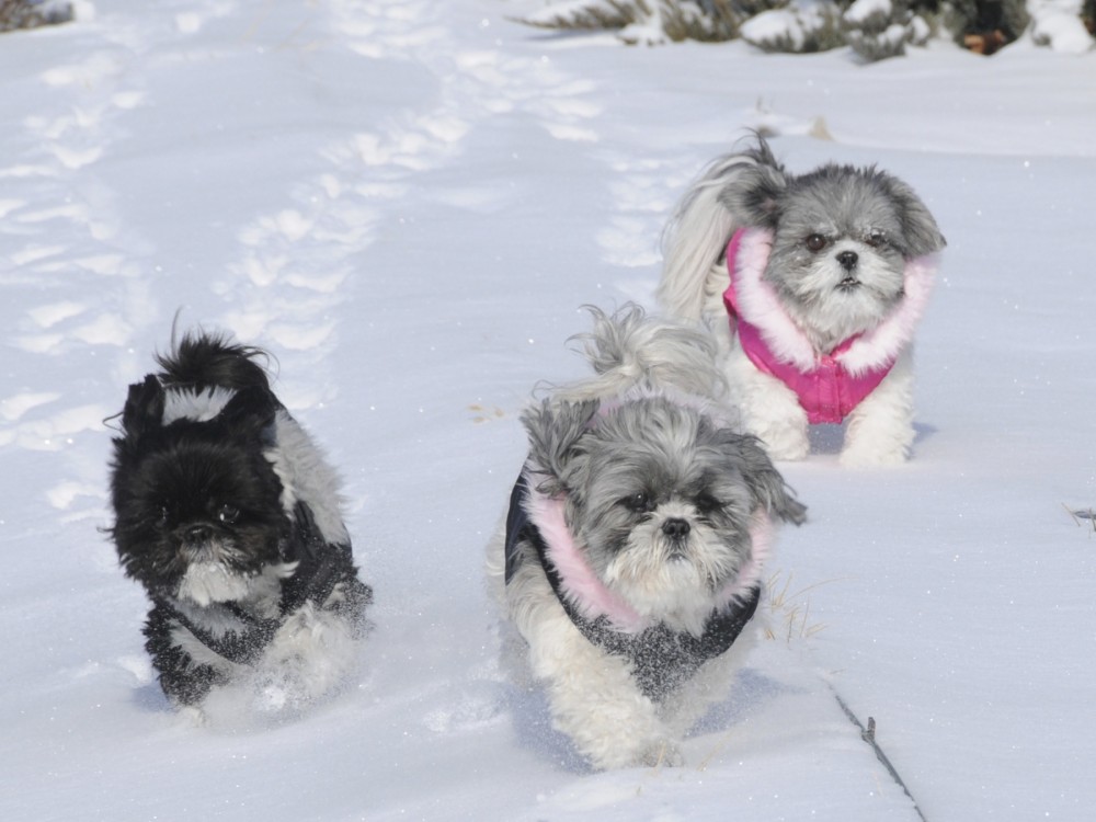 Candy Flower and Nigel Shih Tzu December 2012