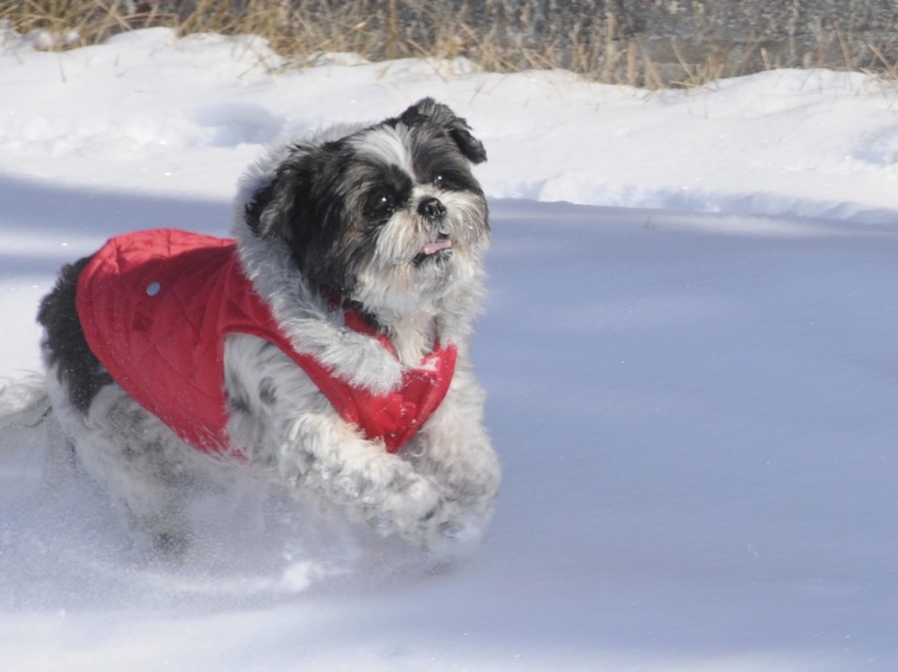 Dottie Shih Tzu in the snow 2012