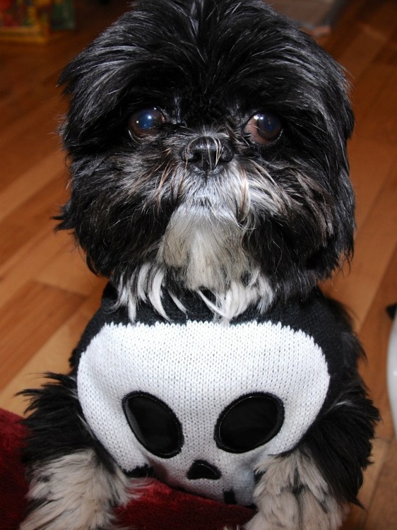 Nigel Shih Tzu on Halloween