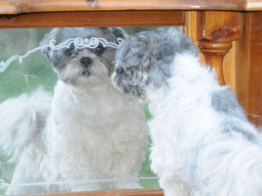 Flower Shih Tzu in the Mirror