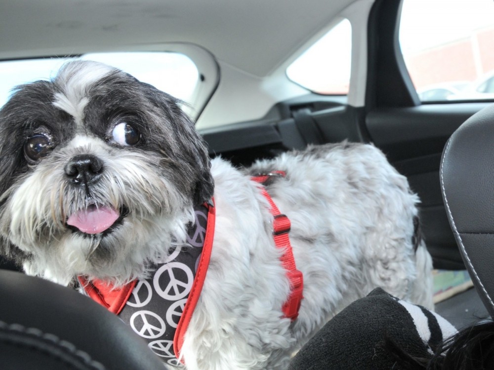 Dottie Shih Tzu in the Car