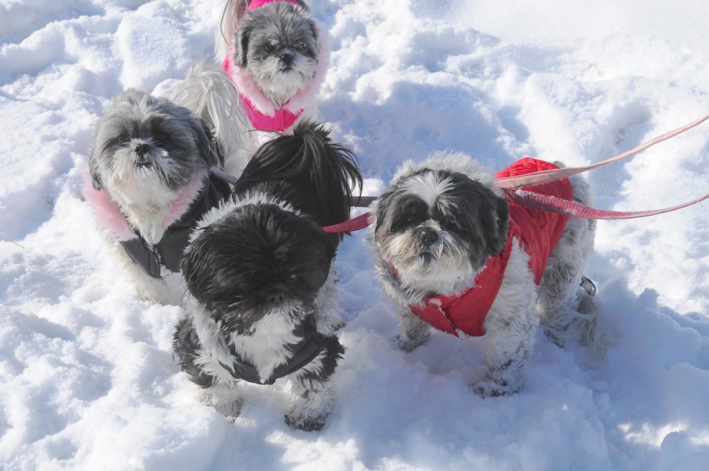 Nigel Candy Flower and Dottie Shih Tzu in Snow 2012