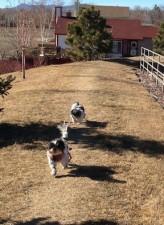 Dottie and Candy catching up on a walk