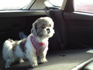 Candy, freshly-groomed, on the way to the park