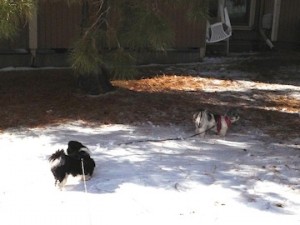 Nigel and Candy explore an unfamiliar backyard. 