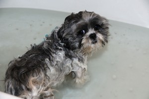 Flower in bathtub