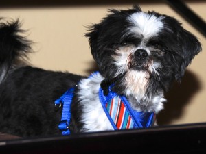 Zeus the foster shih tzu