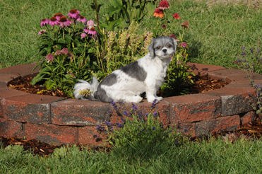 Candy Shih Tzu in the garden.